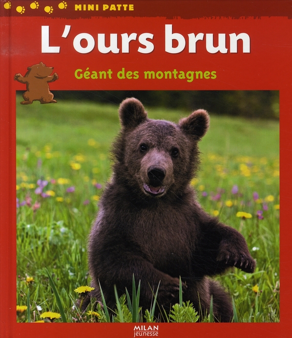 L'ours brun, géant des montagnes