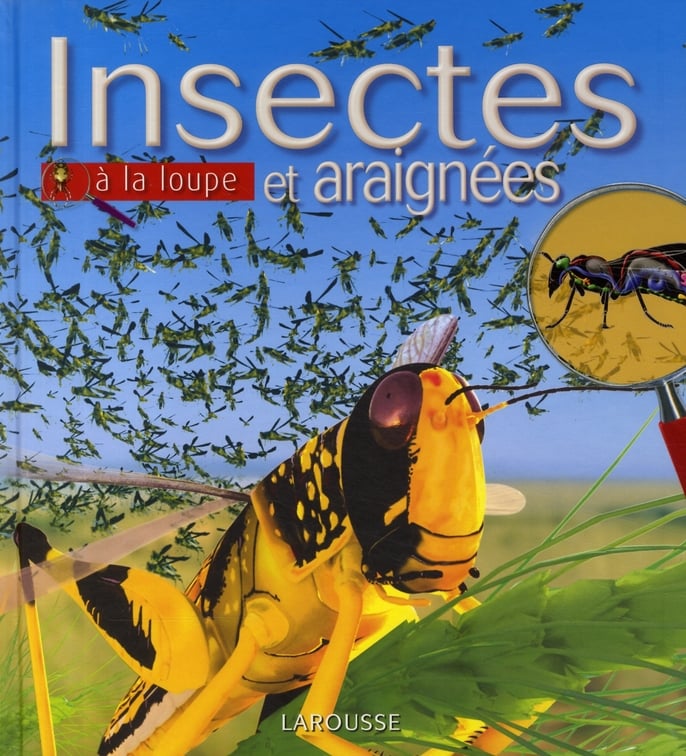 Insectes et araignées à la loupe